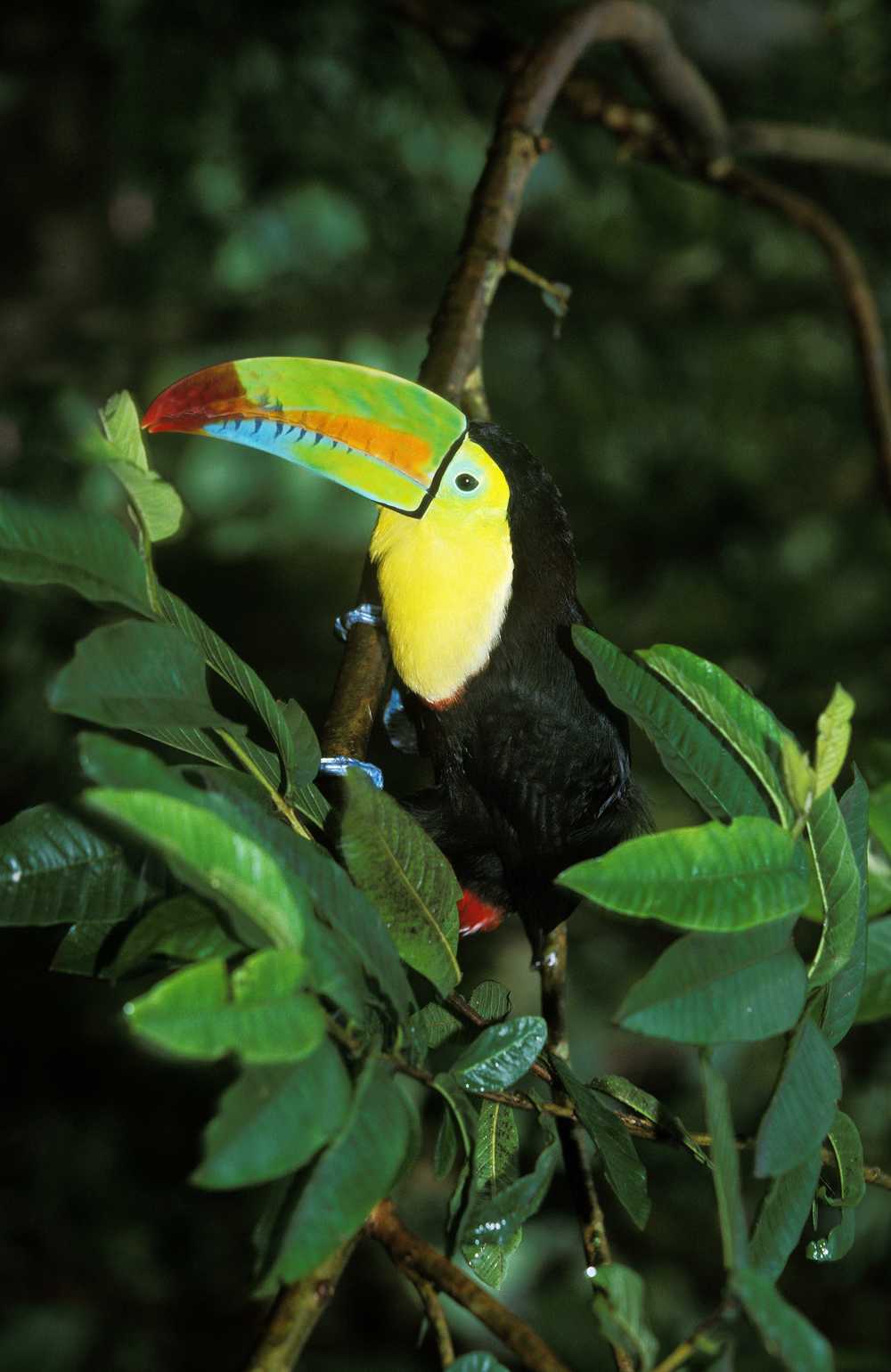 Toucan au coeur de la jungle sur une branche, au Costa Rica
