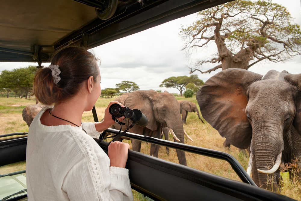 touriste en safari en Tanzanie, observant les éléphants dans la savane