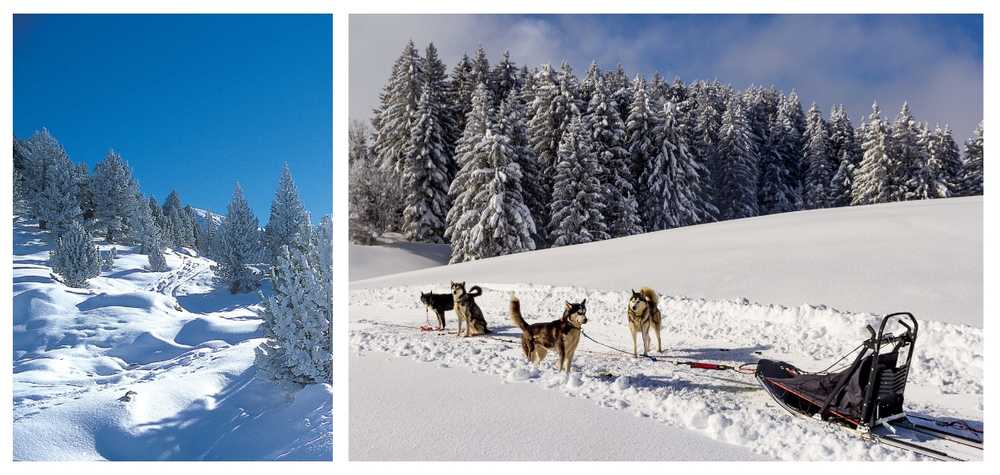 traineau-a-chien-dans-les-pyrenees