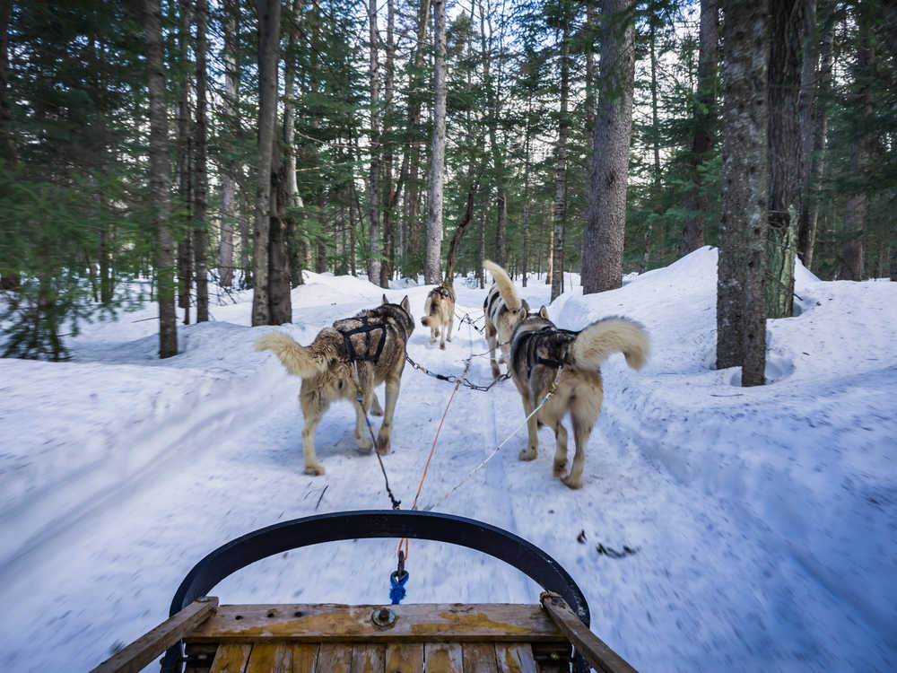 traîneau à chiens dans la région de Québec, Canada