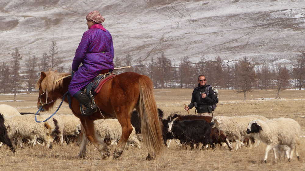 Transhumance des chèvres, moutons et yaks avec le peuple Darkhad
