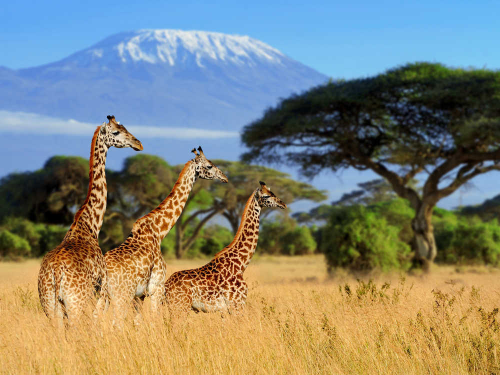 Trois girafes sur fond de mont Kilimandjaro, Kenya