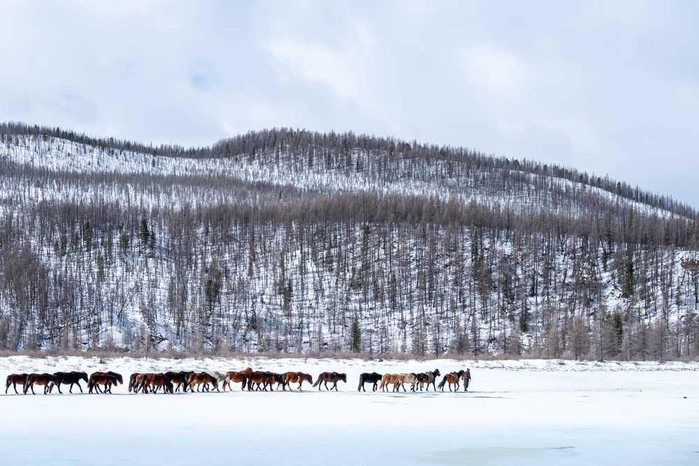 troupeau-de-chevaux-avance-dans-la-neige