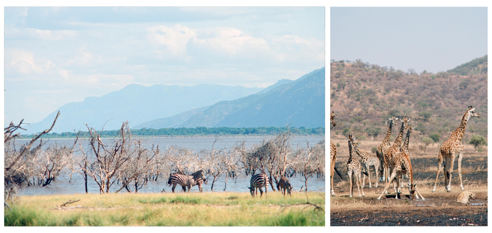 Troupeau de Zèbres et Girafes lors d'un safari en Tanzanie