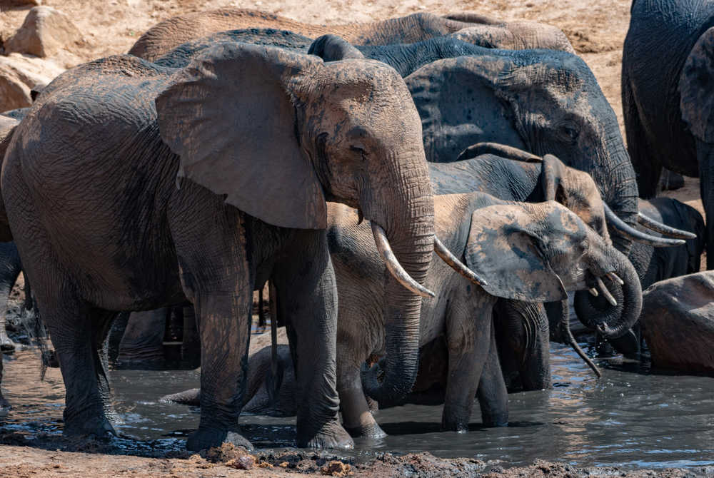 Troupes d'éléphants à Tsva ouest au Kenya