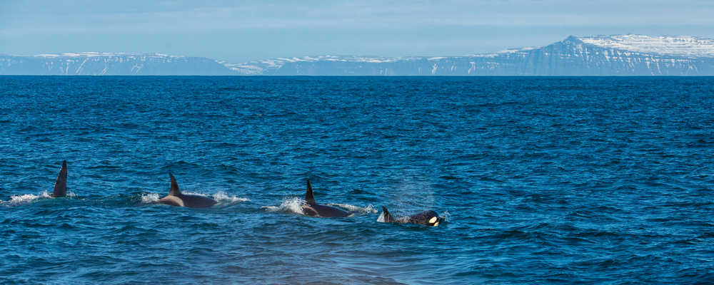 Un groupe d'orques près de Ólafsvík sur la péninsule de Snæfellsnes, en Islande.