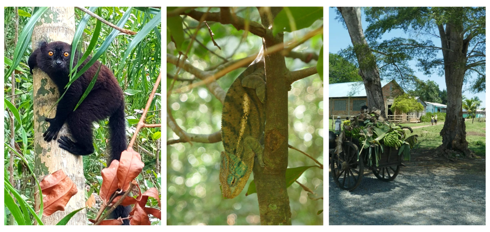 Un lémurien, un camaléon, et un vélo rempli de banane, sur l'île de Madagascar