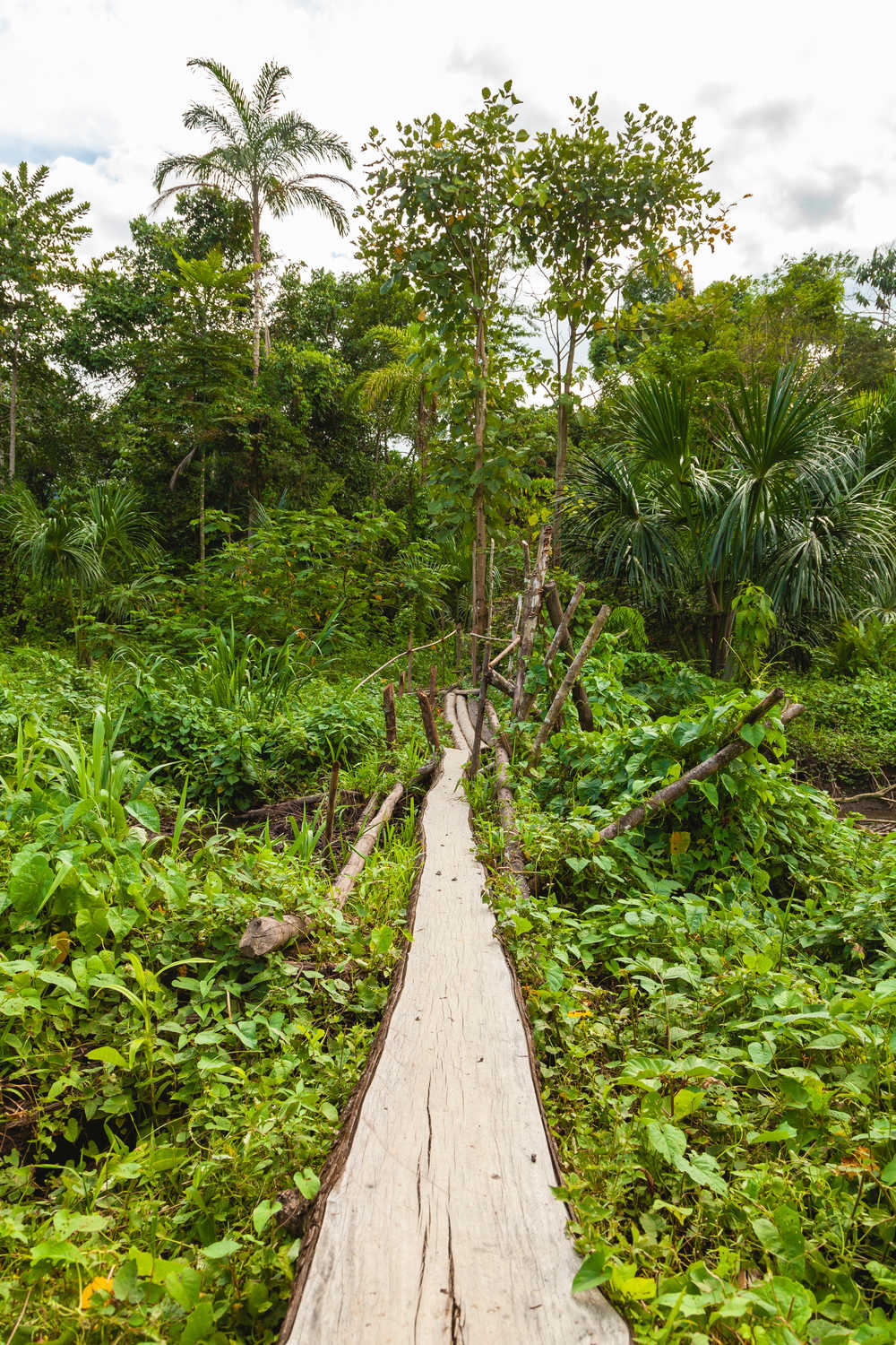 Un petit pont en bois, près de la rivière Madre de Dios, jungle amazonienne,  parc national de Manu