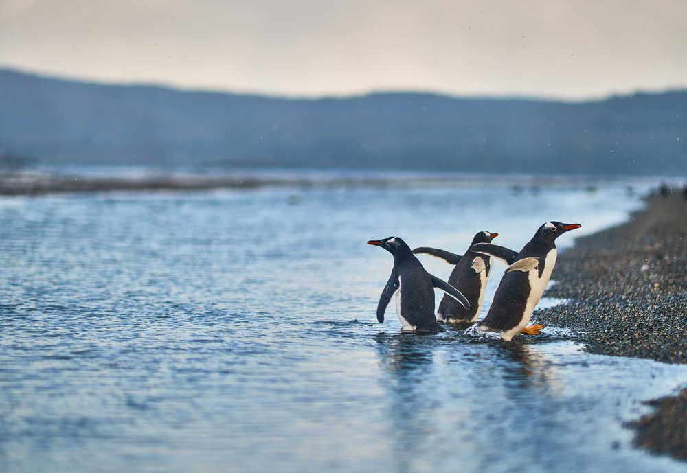 Une colonie de manchots sur l'île du canal Beagle Argentine Ushuaia