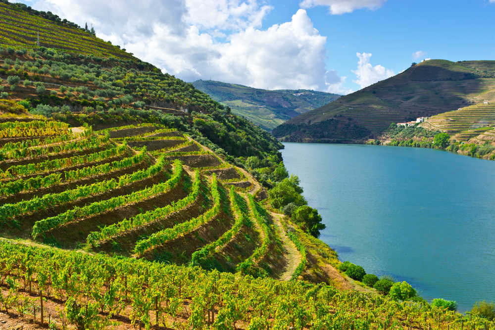 Vallée du douro avec  vignobles sur des collines, Portugal