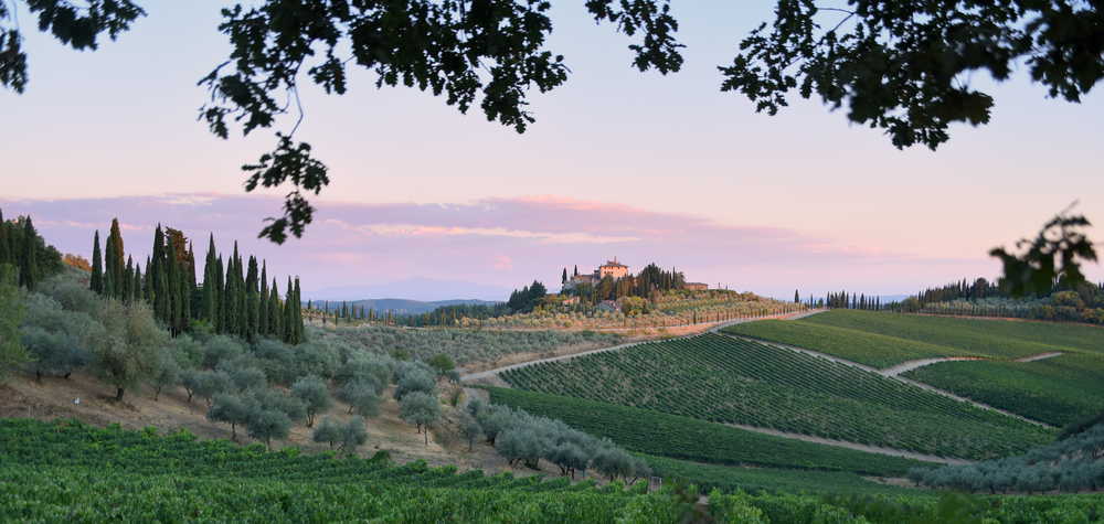 Vignoble à Radda in Chianti  en Toscane Italie