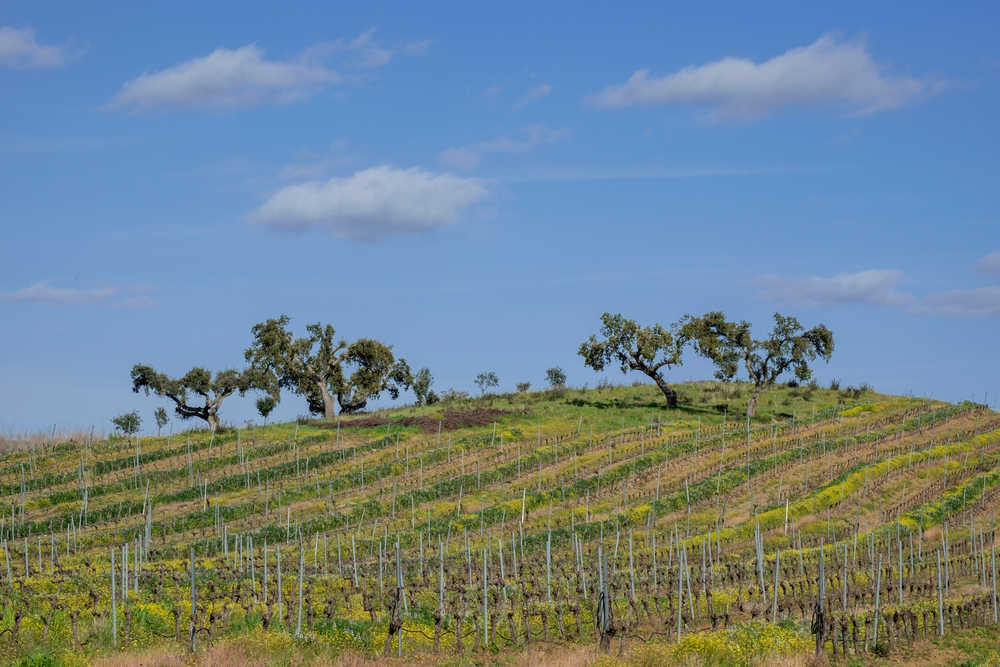 Vignobles dans la région de l'Alentejo au Portugal