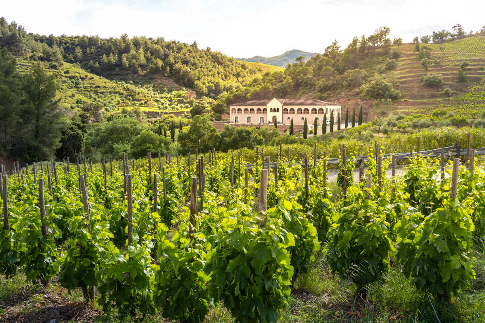 Vignobles de Gratallops dans le Priorat en Catalogne en Espagne
