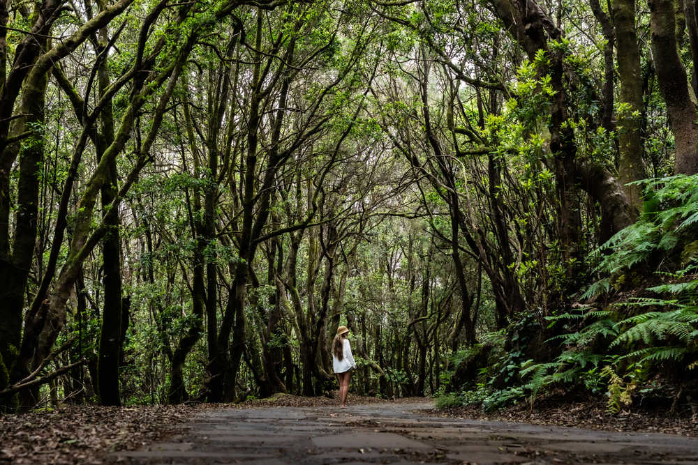 Visite de la forêt de lauries aux Canaries