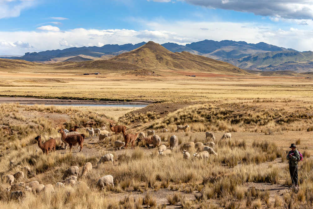 Voyageur et les alpagas à l''Altiplano près de Cusco, Pérou
