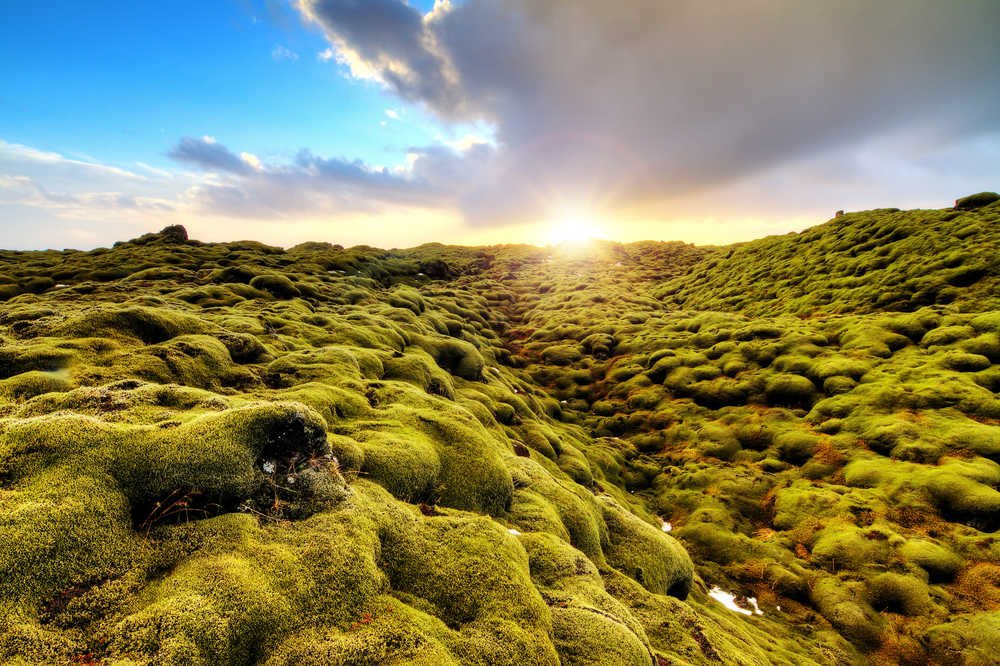 Vue des mousses vertes de l'Eldhraun, Islande