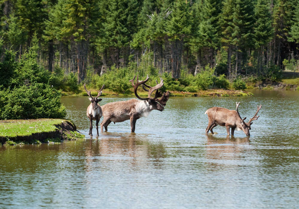 Vue sur des caribous à Saguenay, Canada, qui se désaltèrent dans le cours d'eau, forêt en arrière plan