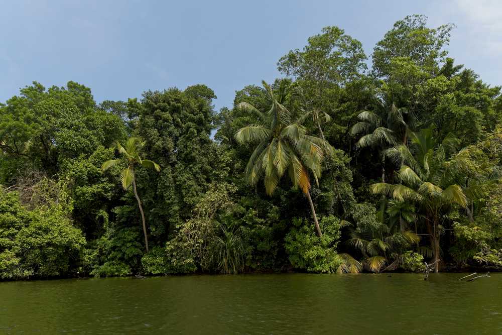 Vue sur la végétation luxuriante de la rivière Madu Ganga au Sri Lanka