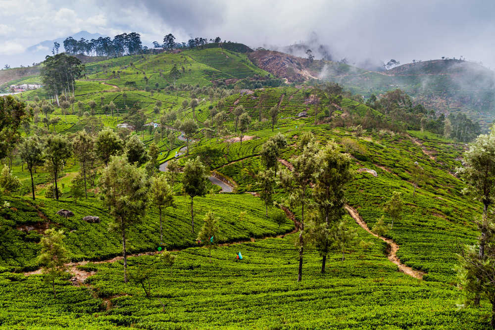 Vue sur les montagnes de plantations de thé au Lipton Seat au Sri Lanka