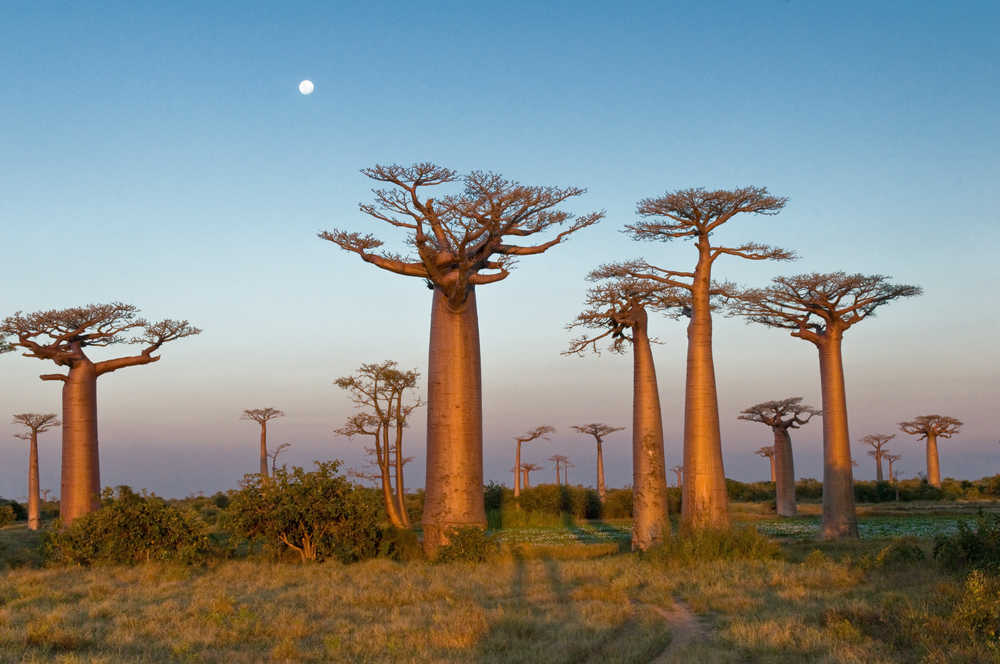 Vue sur un paysage rempli de baobabs dans la savane, au crépuscule