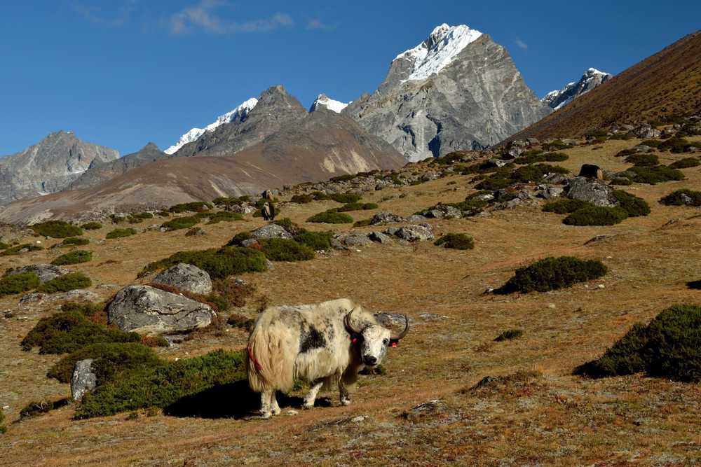 Yak dans le paysage du Mont Pheriche au Népal