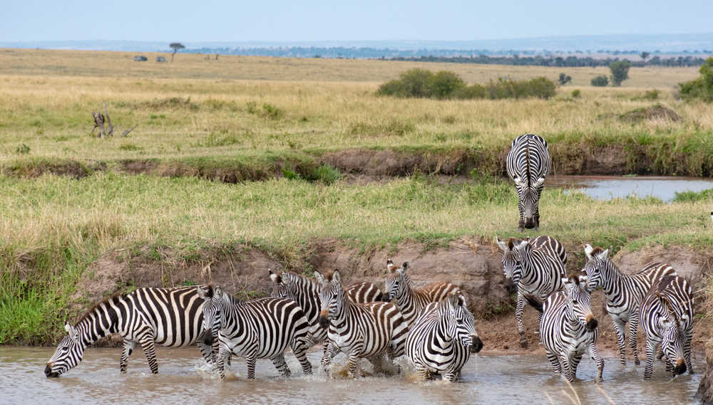 Zèbres dans le Masaï Mara d'un safari au Kenya