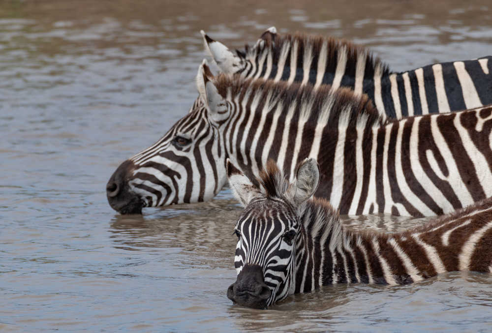 Zèbres dans un point d'eau lors d'un safari au Kenya