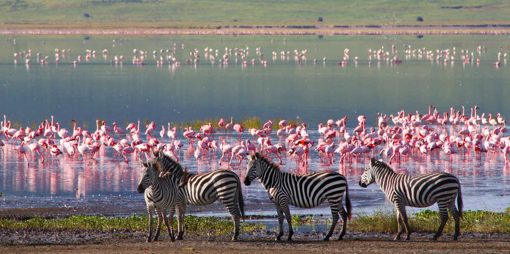 Zèbres et flamands dans le cratère du Ngorongoro en Tanzanie