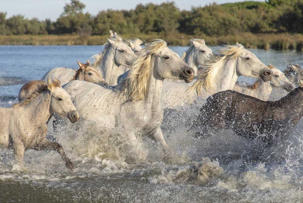 Camargue chevaux