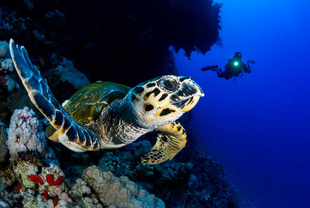 Parmi les habitants de Mer Rouge, la tortue imbriquée fait partie des chouchous des photographes