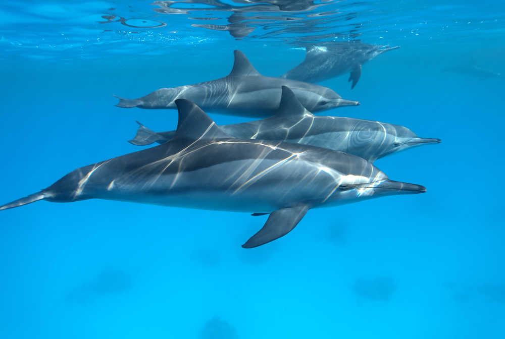Portrait de famille des dauphins de Sataya