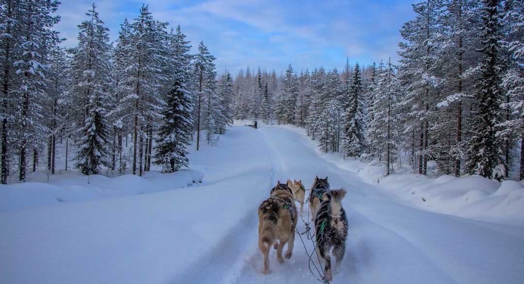 Chien de traineau en Finlande du Nord