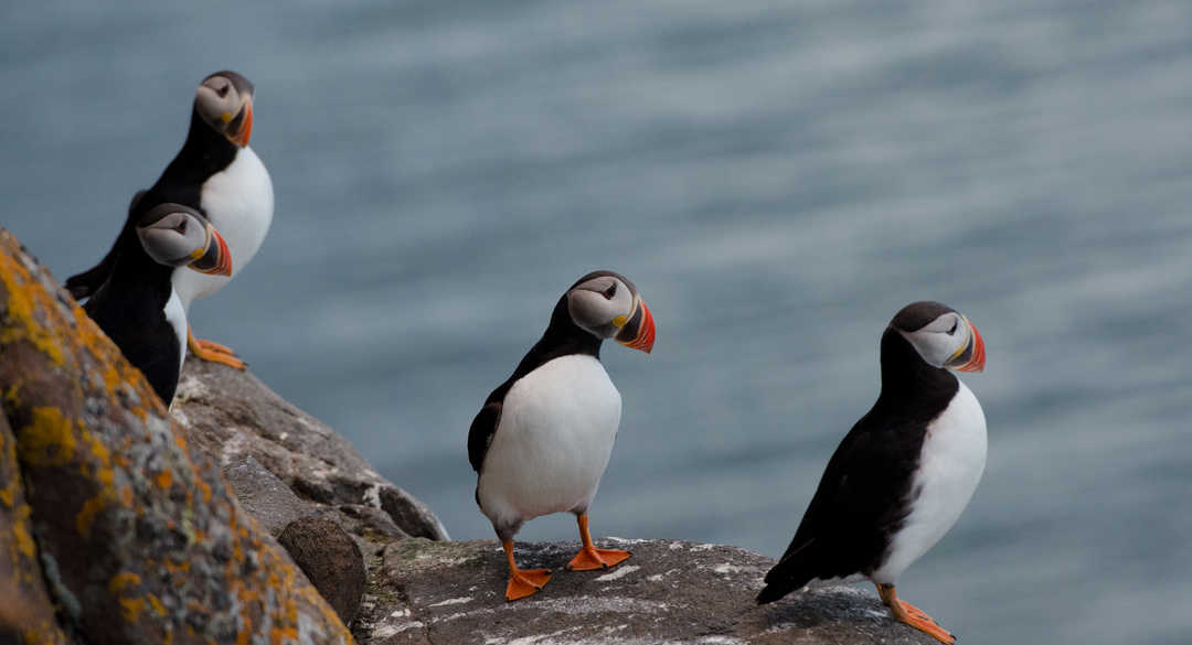 Macareux moine au Svalbard