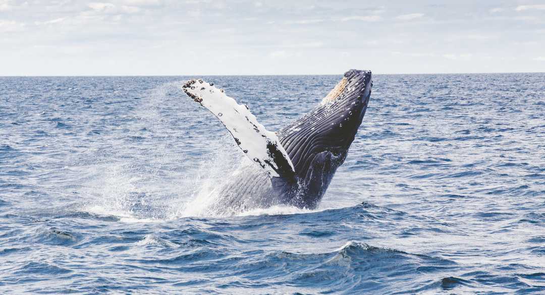 © Thomas Kelley Unsplash Saut de Baleine à bosse