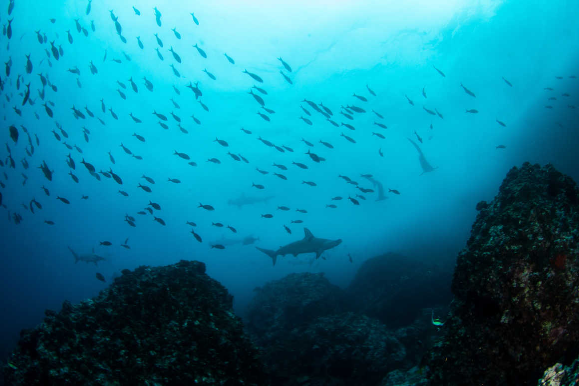 Requin marteau et poissons aux îles Cocos, Costa Rica