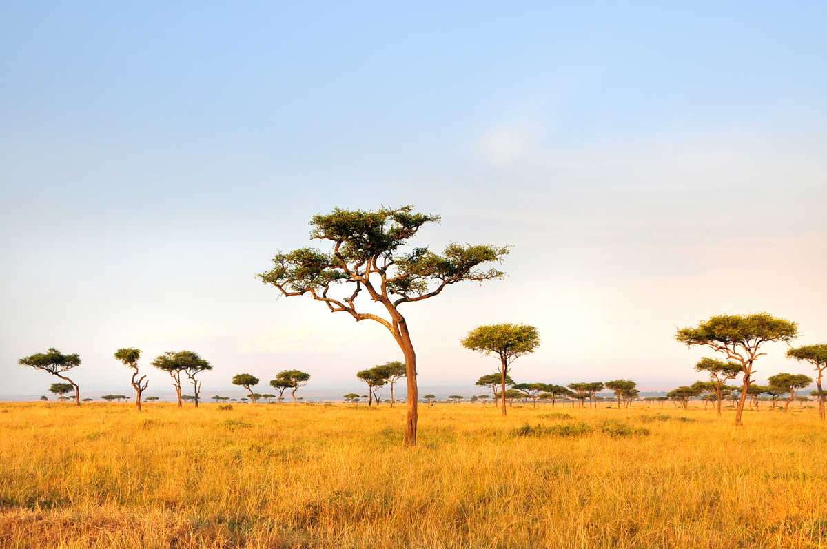 Acacias au coeur de la savane en Tanzanie