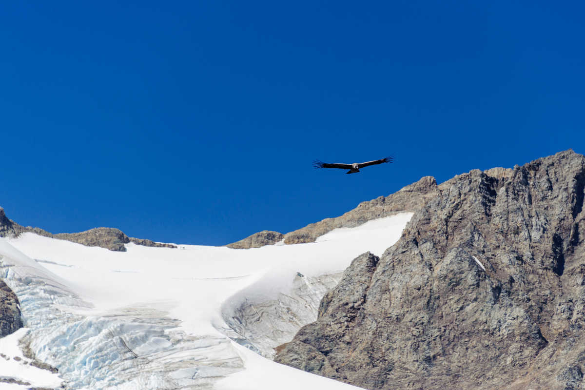 Aigle planant sur le Fitz roy, chili © Adobe Stock Aigle planant sur le Fitz roy, chili