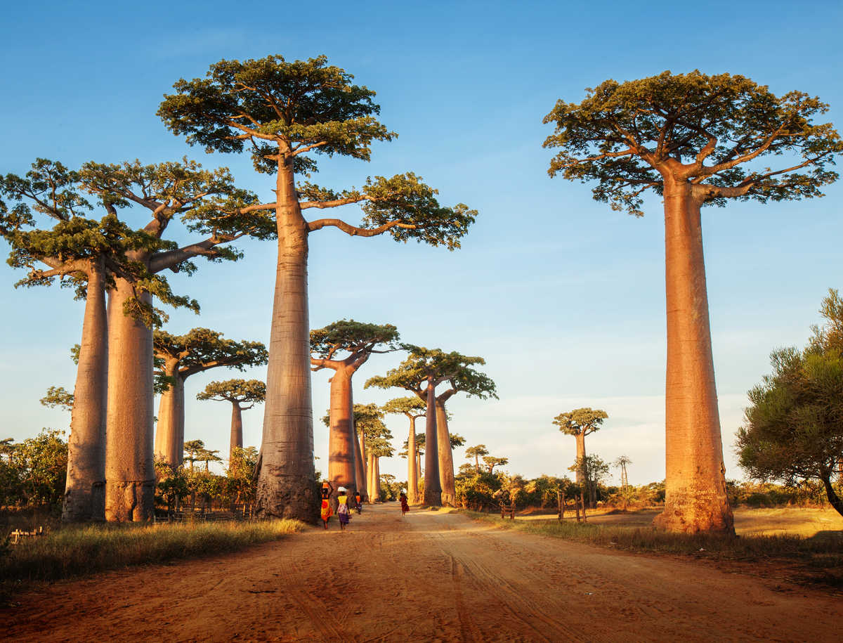 Allée des baobabs à Madagascar