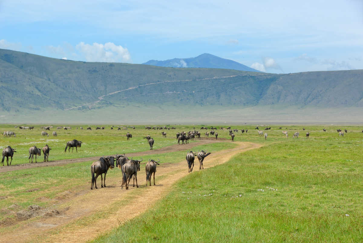 Animaux dans le cratère du Ngorongoro en Tanzanie