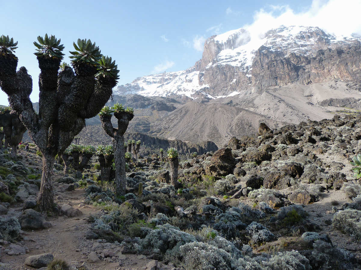 Arbres Senecio sur la voie Lemosho dans l'ascension du Kilimandjaro en Tanzanie
