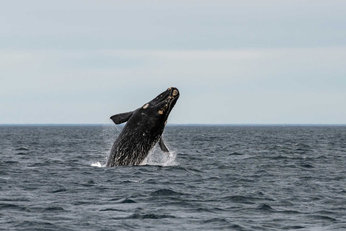 Baleines à Puerto Madryn Patagonie