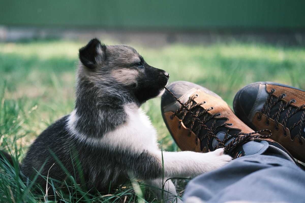 Bébé chien husky en Finlande