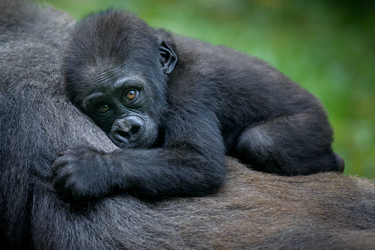 Bébé Gorille en Ouganda