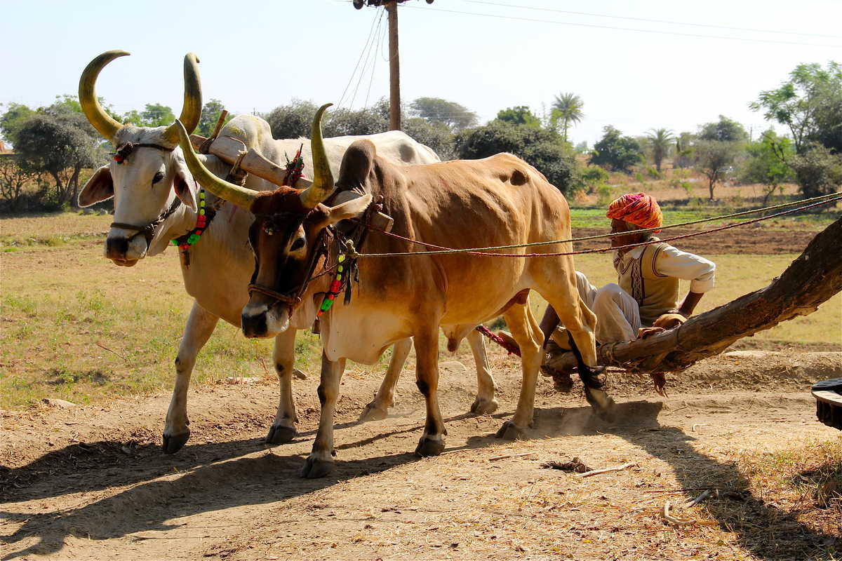 boeufs au Rajasthan en Inde