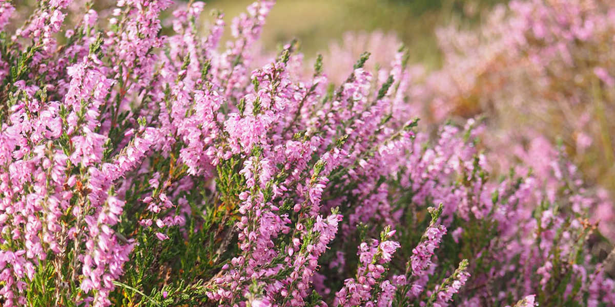 Bruyères en fleur en Ecosse