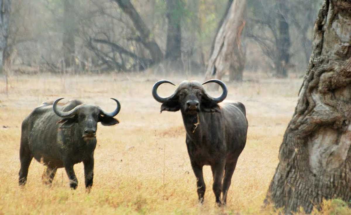 Buffles dans la réserve de Moremi au Botswana