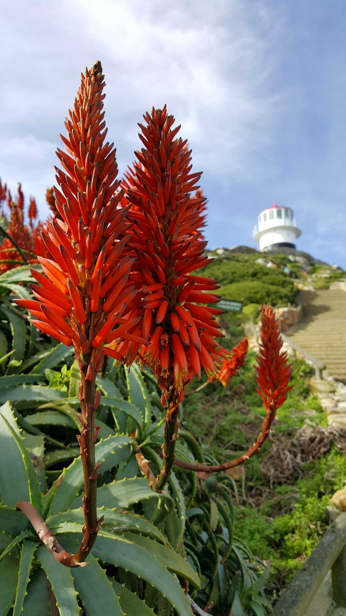 cape of good hope