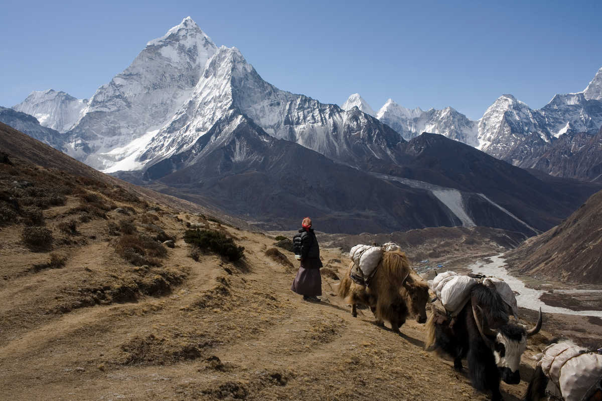 Caravane de yaks dans les montagnes au Tibet