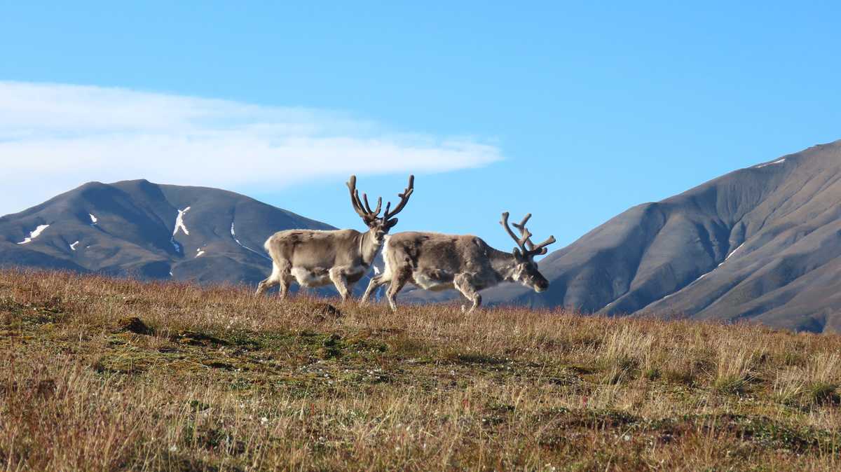 Cerfs dans le paysage de Svea, Spitzberg