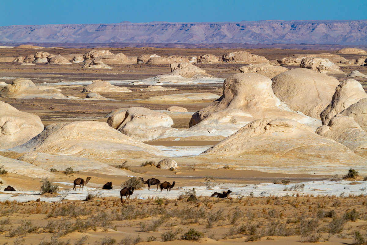 chameaux dans le désert blanc, Egypte